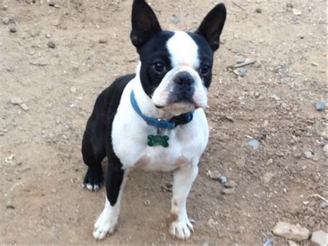 boston terrier for sale southern california|akc marketplace boston terrier.